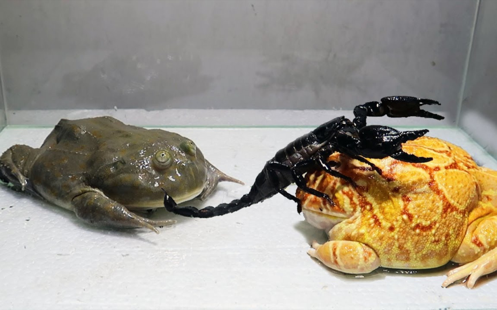 各种青蛙vs蝎子