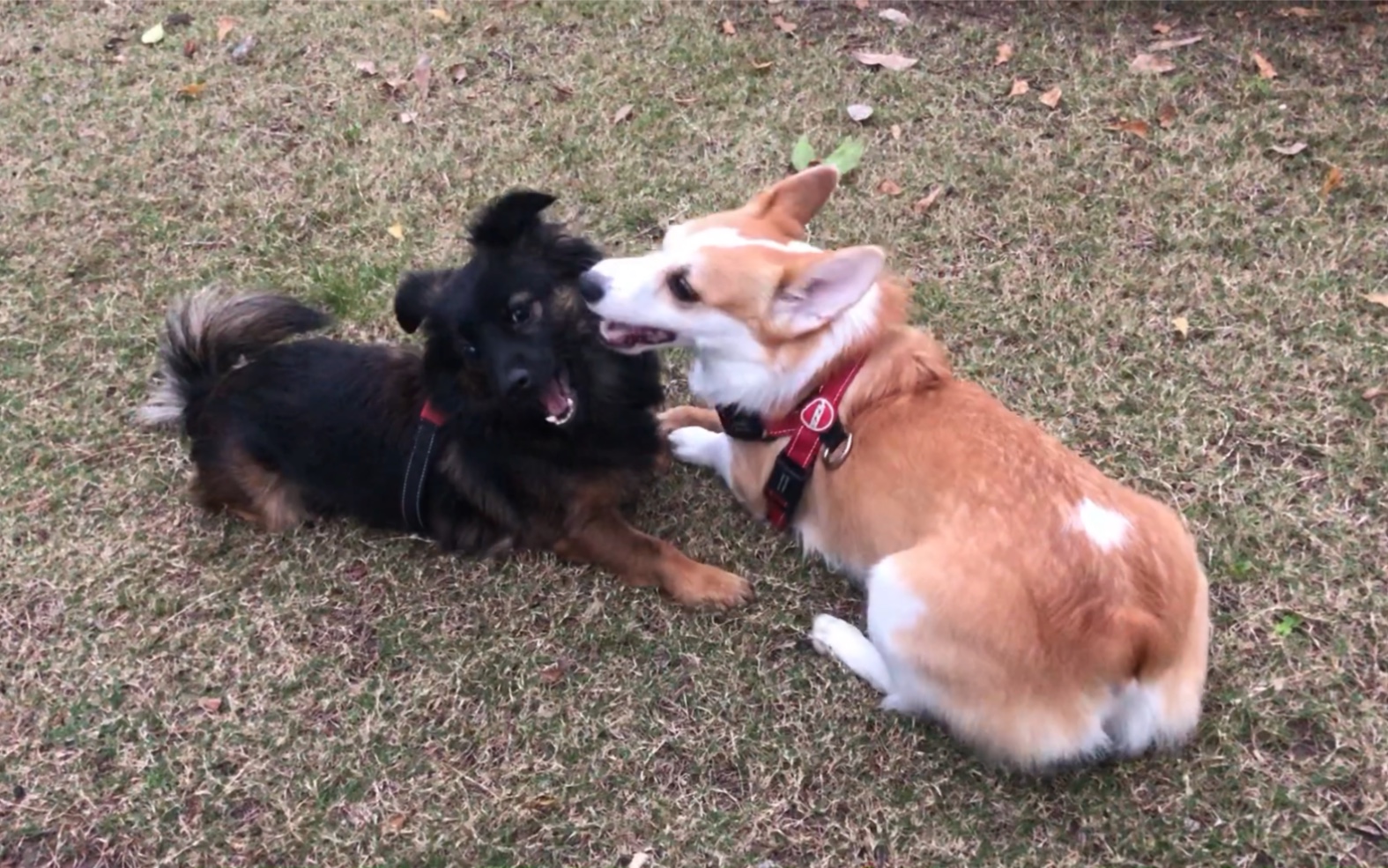 小土狗與兩隻小短腿柯基的日常