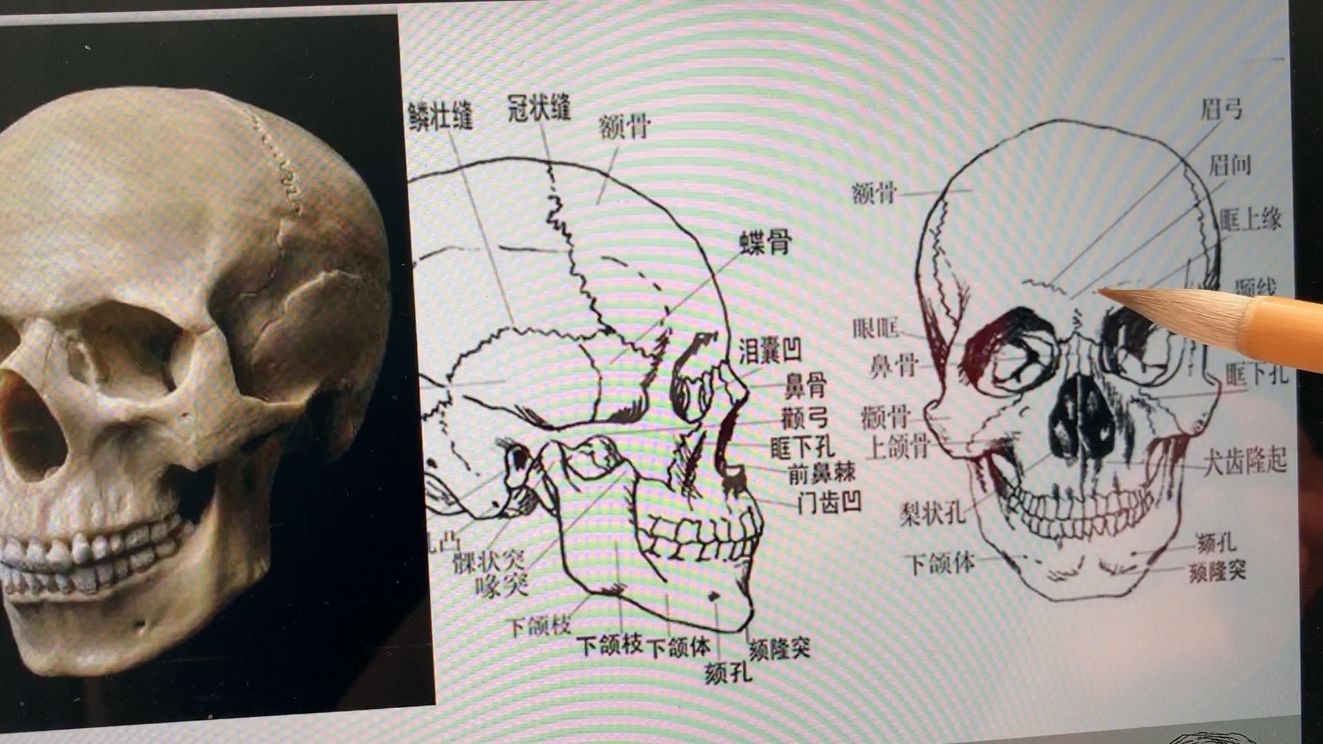 头骨结构讲解