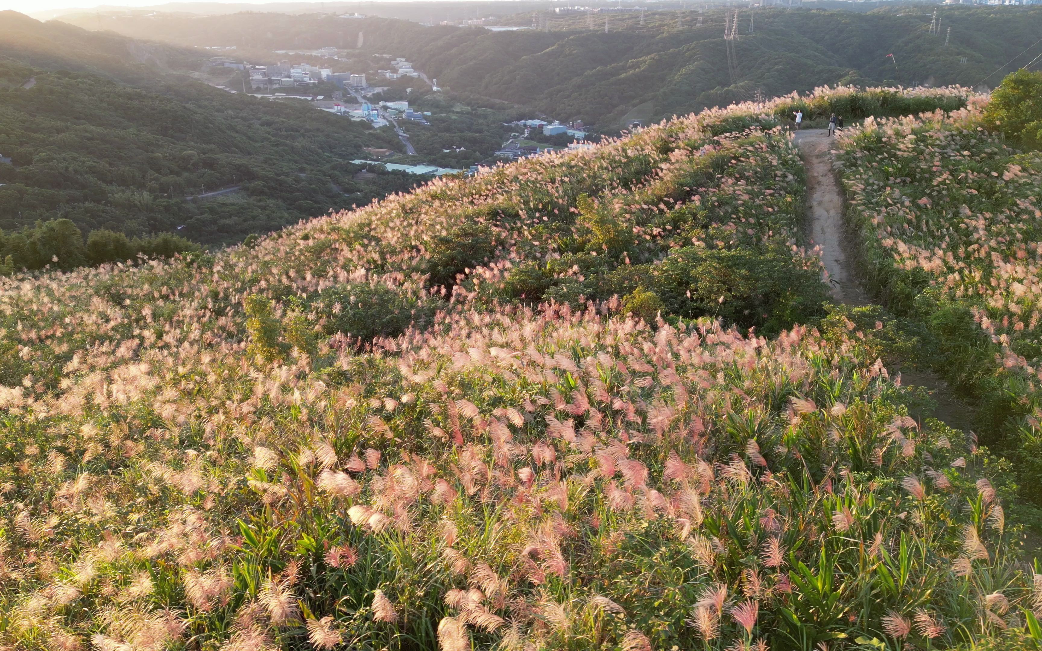 芒草鸟瞰图片