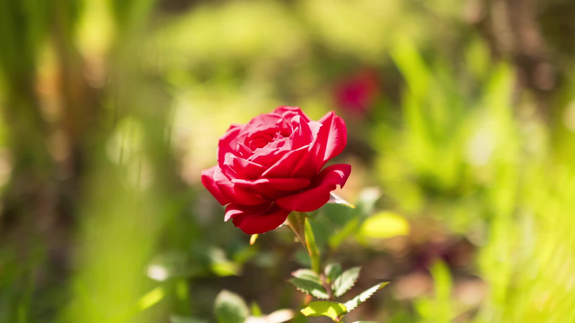 [图]【吉它】可爱的一朵玫瑰花 A Lovely Rose