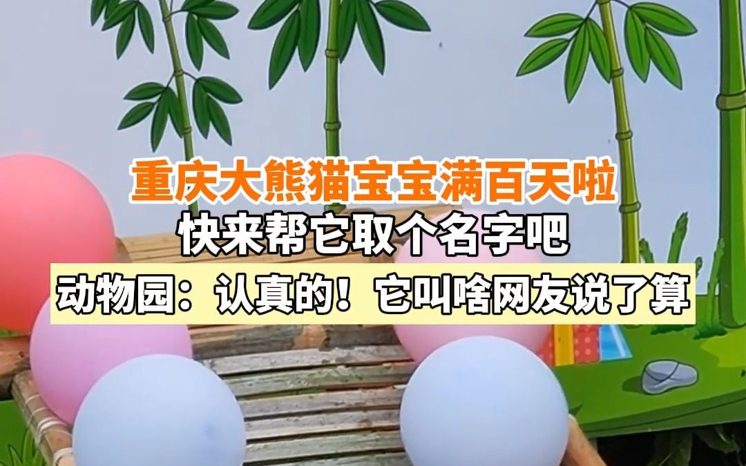 快来给它取个名字吧!重庆动物园大熊猫“莽仔”的宝宝满百天啦哔哩哔哩bilibili