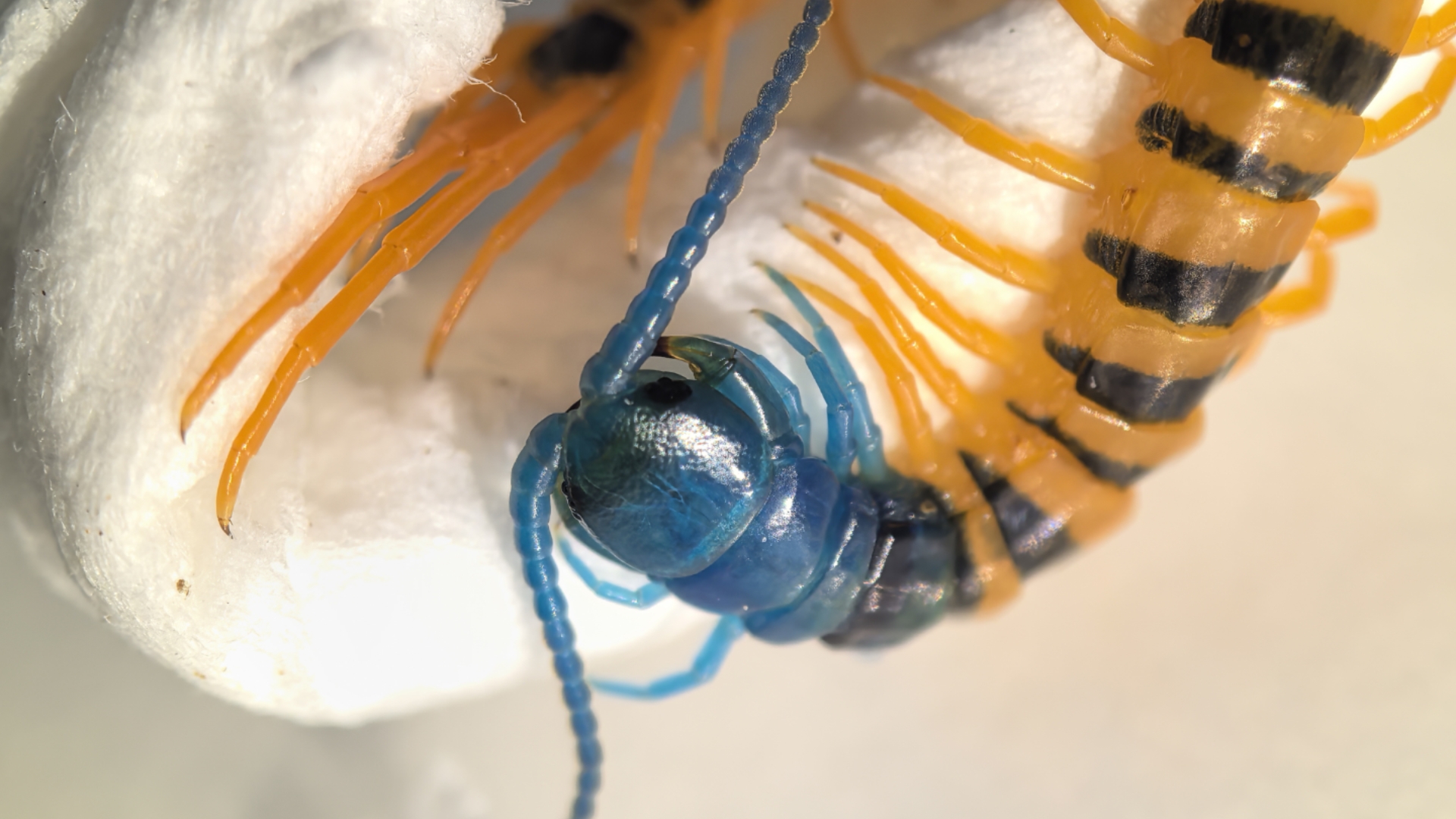 
捕食高中生物
  第1张