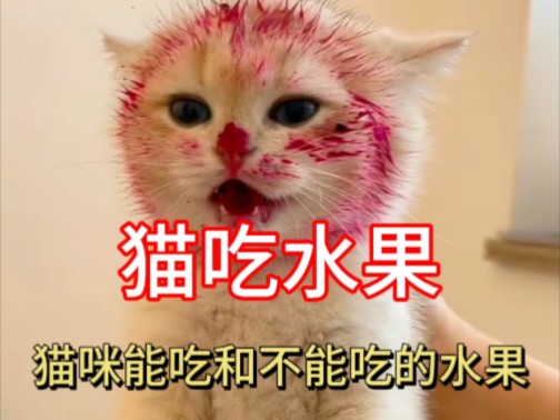 猫咪吃水果能解暑?这些可致命哔哩哔哩bilibili