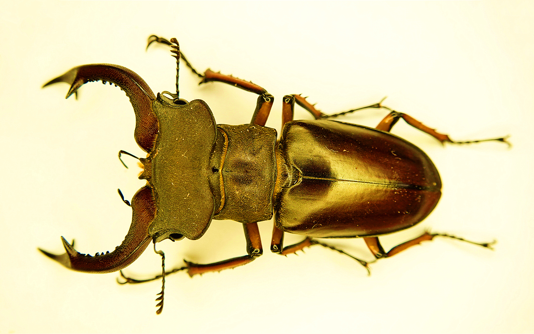 【昆虫科普】四川深山锹甲_哔哩哔哩_bilibili