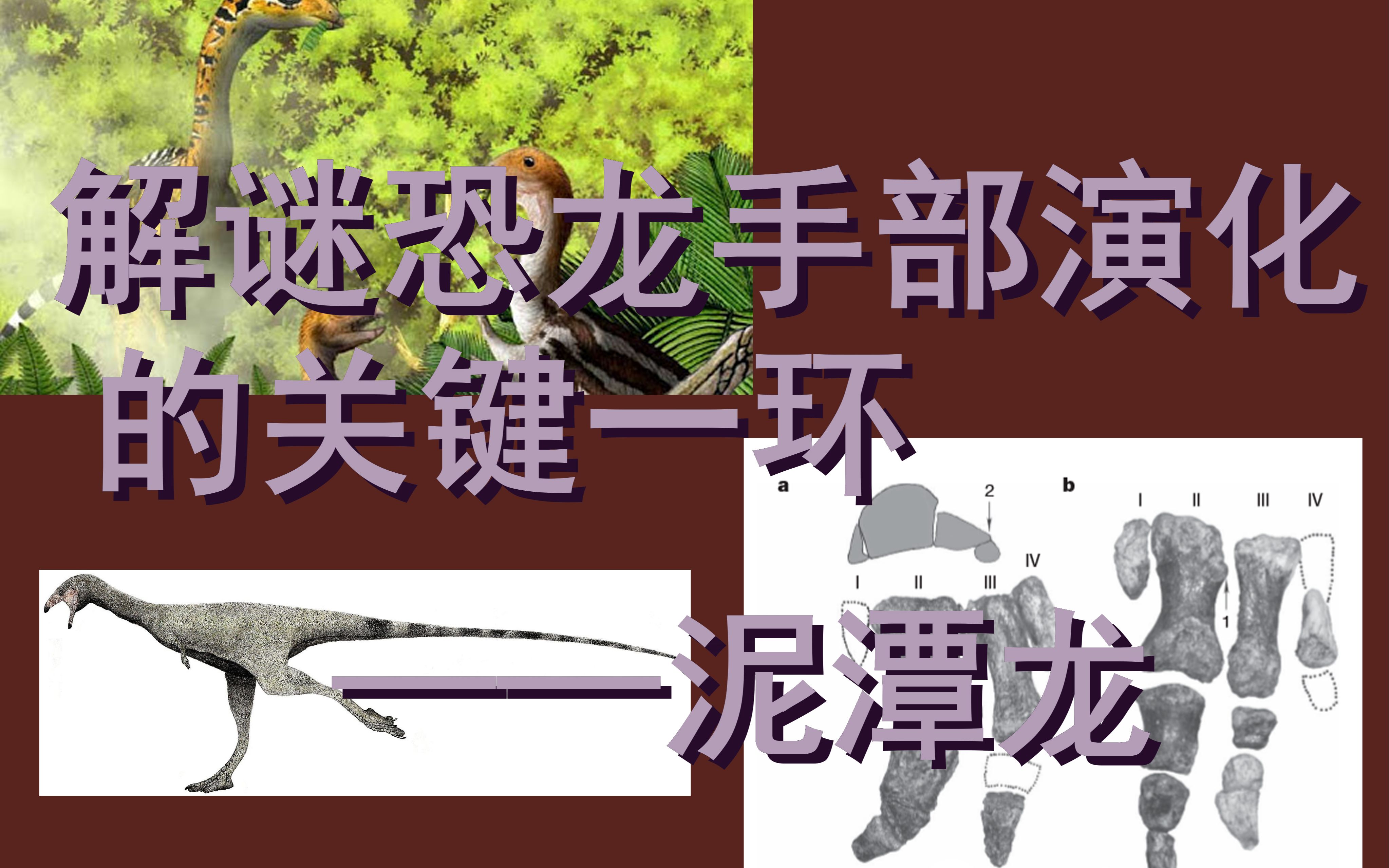 解谜恐龙手部演化的关键一环——泥潭龙_哔哩哔哩_bilibili