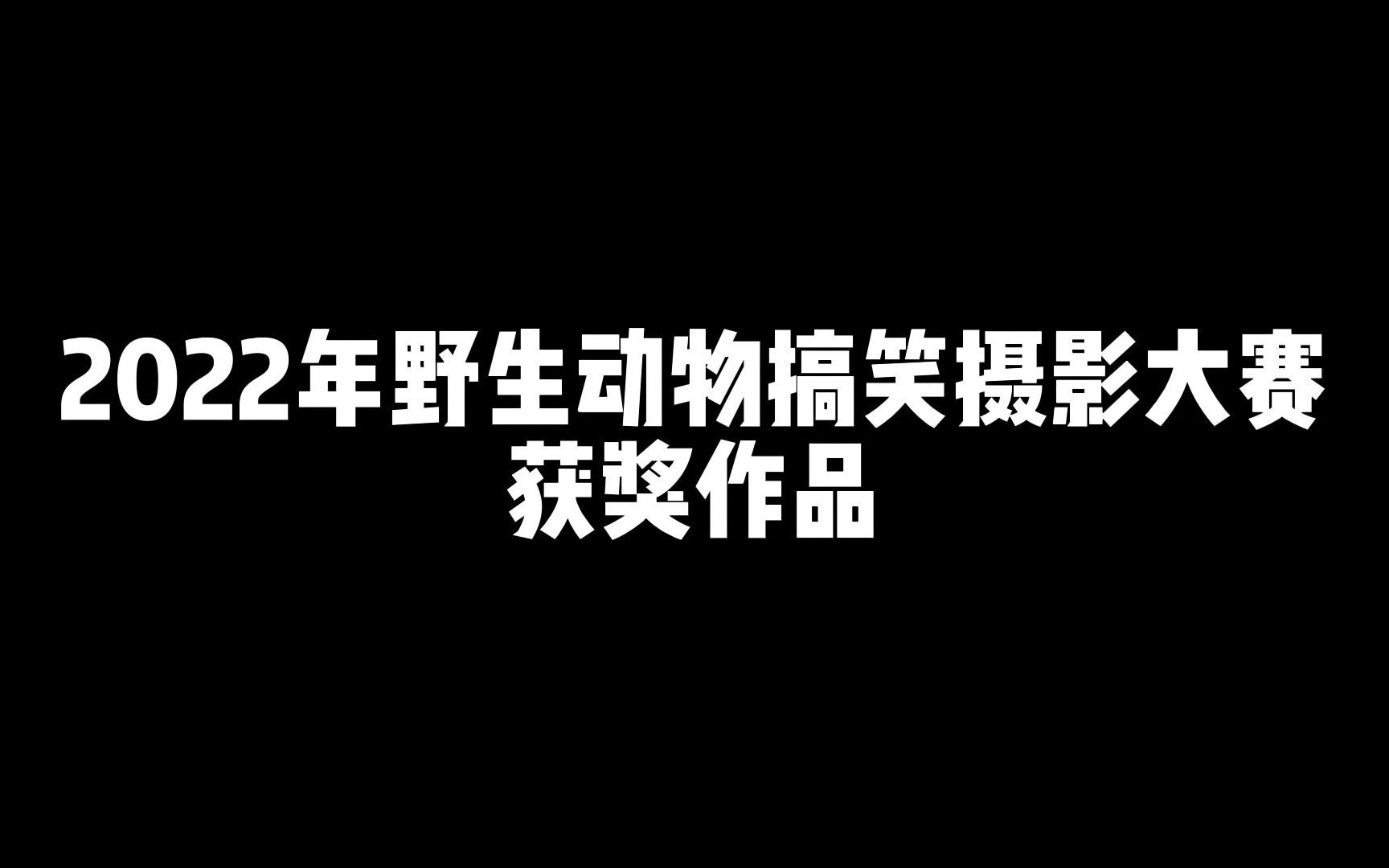 2022年野生动物搞笑摄影大赛结果公布!统统做成表情包哔哩哔哩bilibili