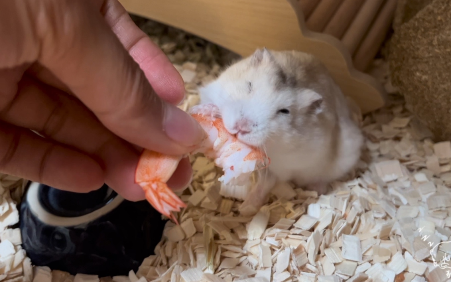 【仓鼠】狗狗仓:吃点虾虾