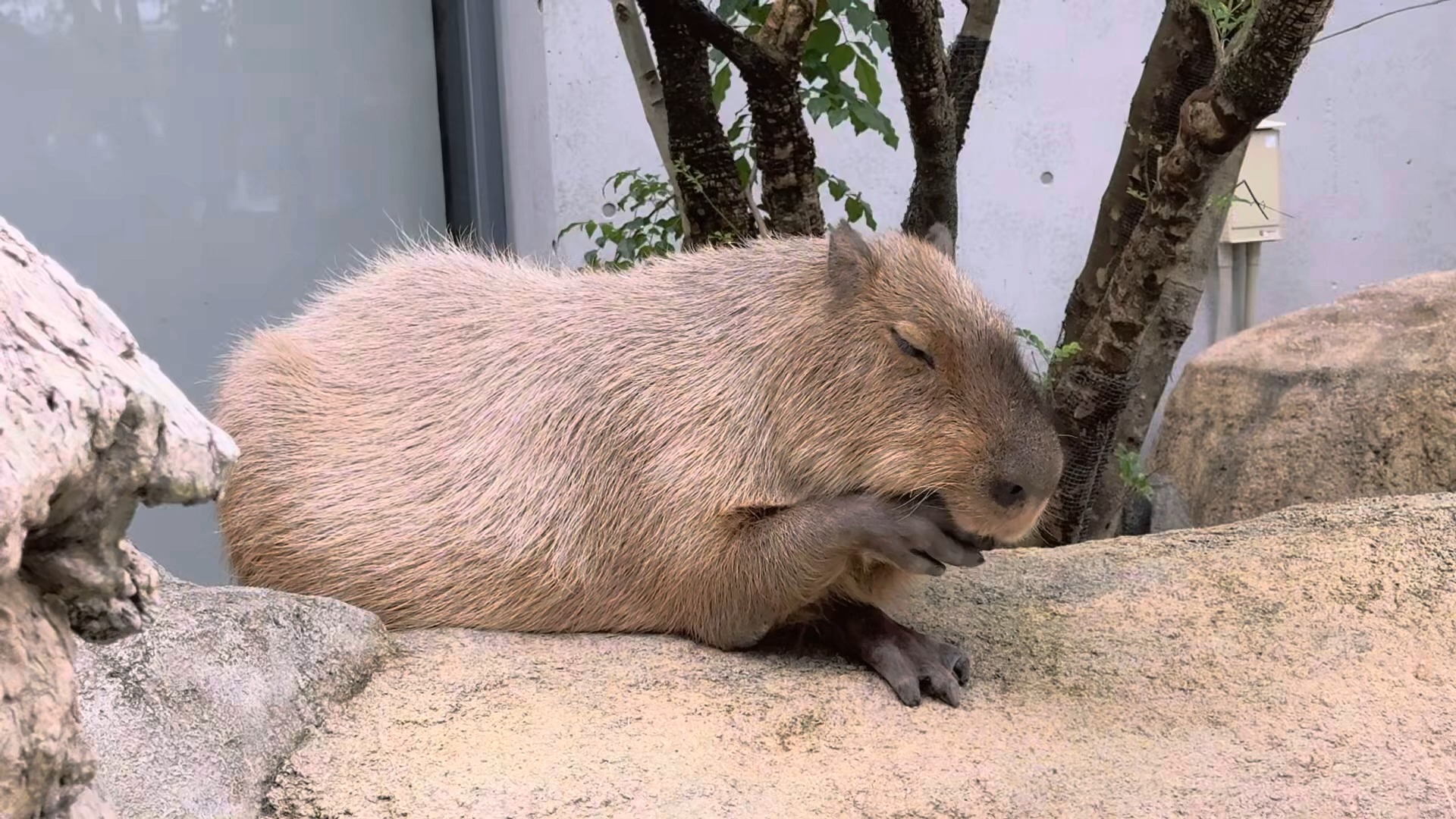 水豚真实图片