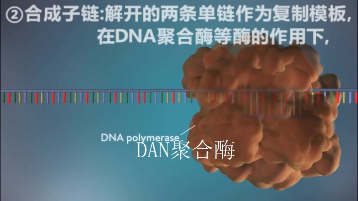 DNA复制半保留复制哔哩哔哩bilibili