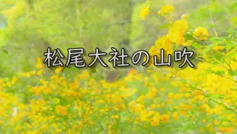 4k超清 奈良 春日大社にて 梅花鹿 飛火野 萬葉植物園 禰宜道 22 哔哩哔哩 Bilibili