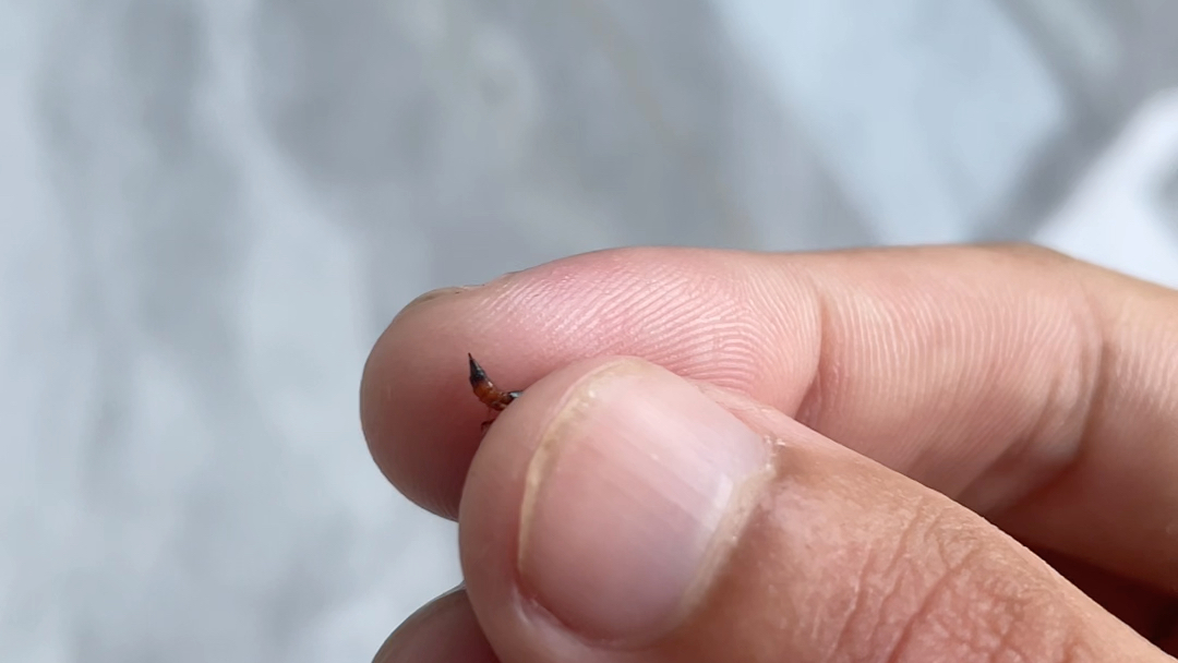 肉身给大家辟谣,毒隐翅虫不仅可以玩,还可以捏