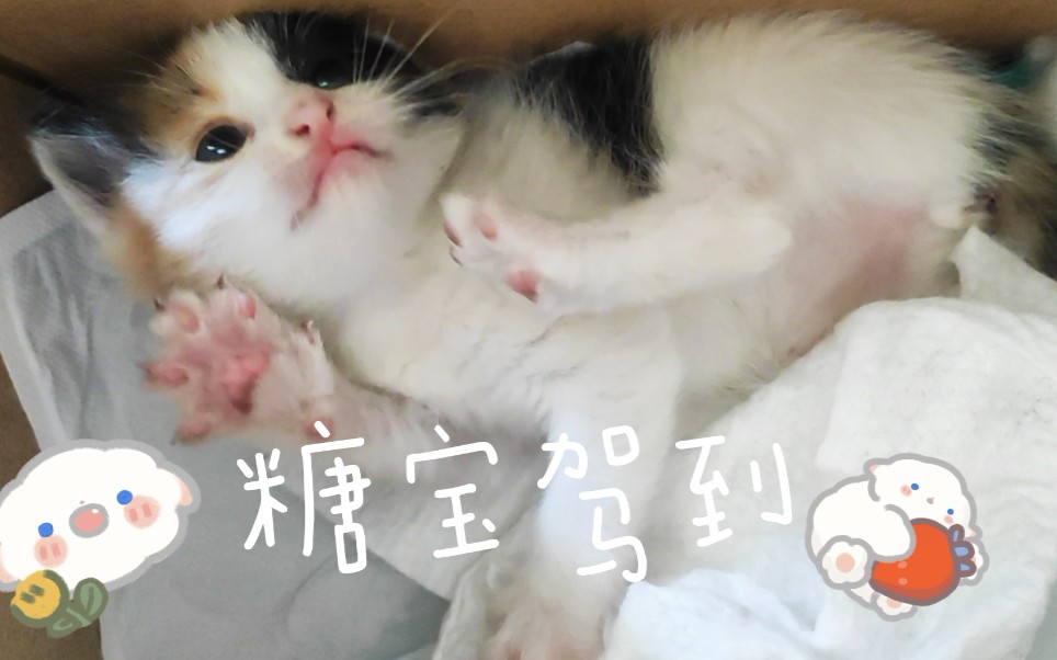 糖宝驾到23天小奶猫初到养大一只不满月小奶猫有被萌到
