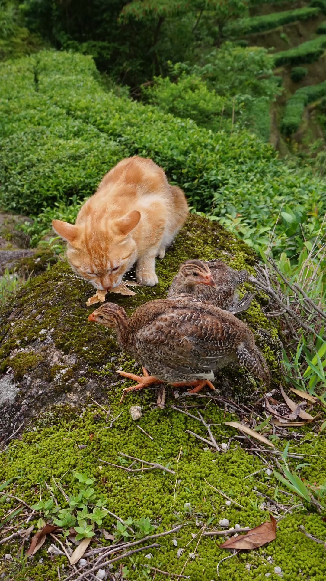 茶园小动物,夏天集体避暑(2)._哔哩哔哩 (゜-゜)つロ 干杯~-bilibili