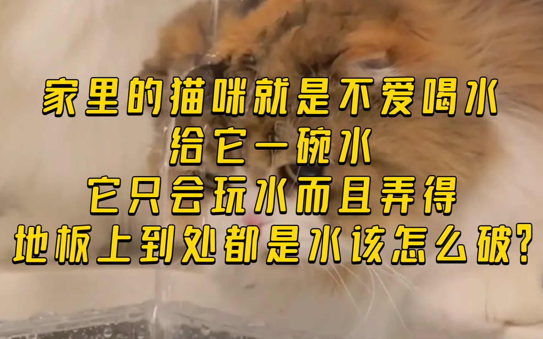 家里的猫咪就是不爱喝水,给它一碗水,它只会玩水而且弄得到处都是水怎么破?哔哩哔哩bilibili