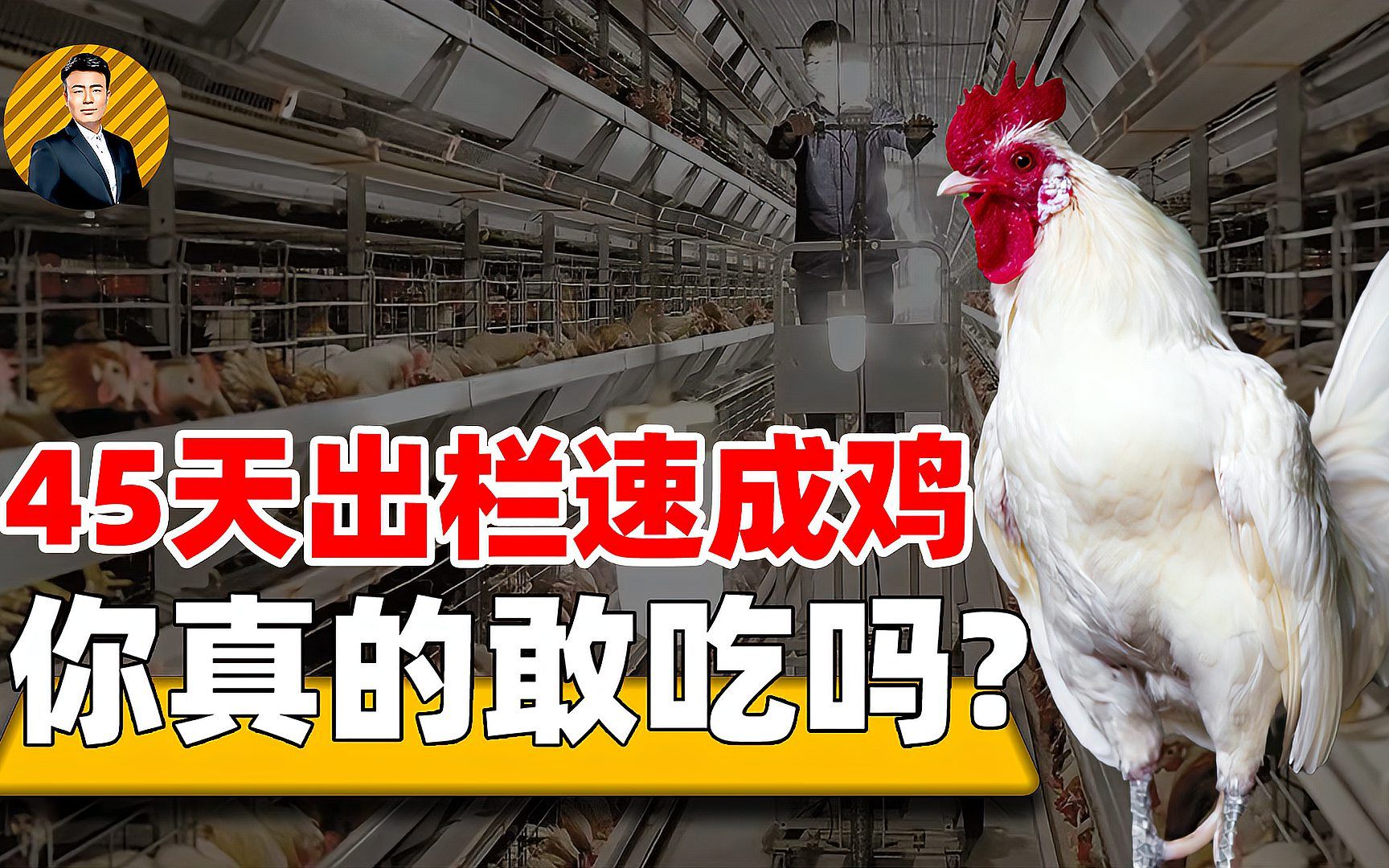 肉鸡仅45天就能出栏,成长如此快,专家称比土鸡营养价值高哔哩哔哩bilibili