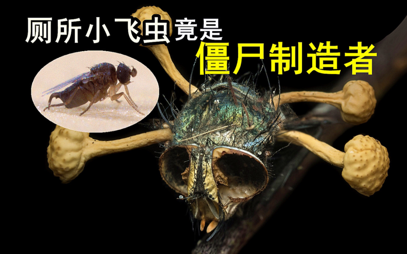 【双翅目系列8】蚤蝇:你厕所里的无名小飞虫,其实是一个僵尸制造者!