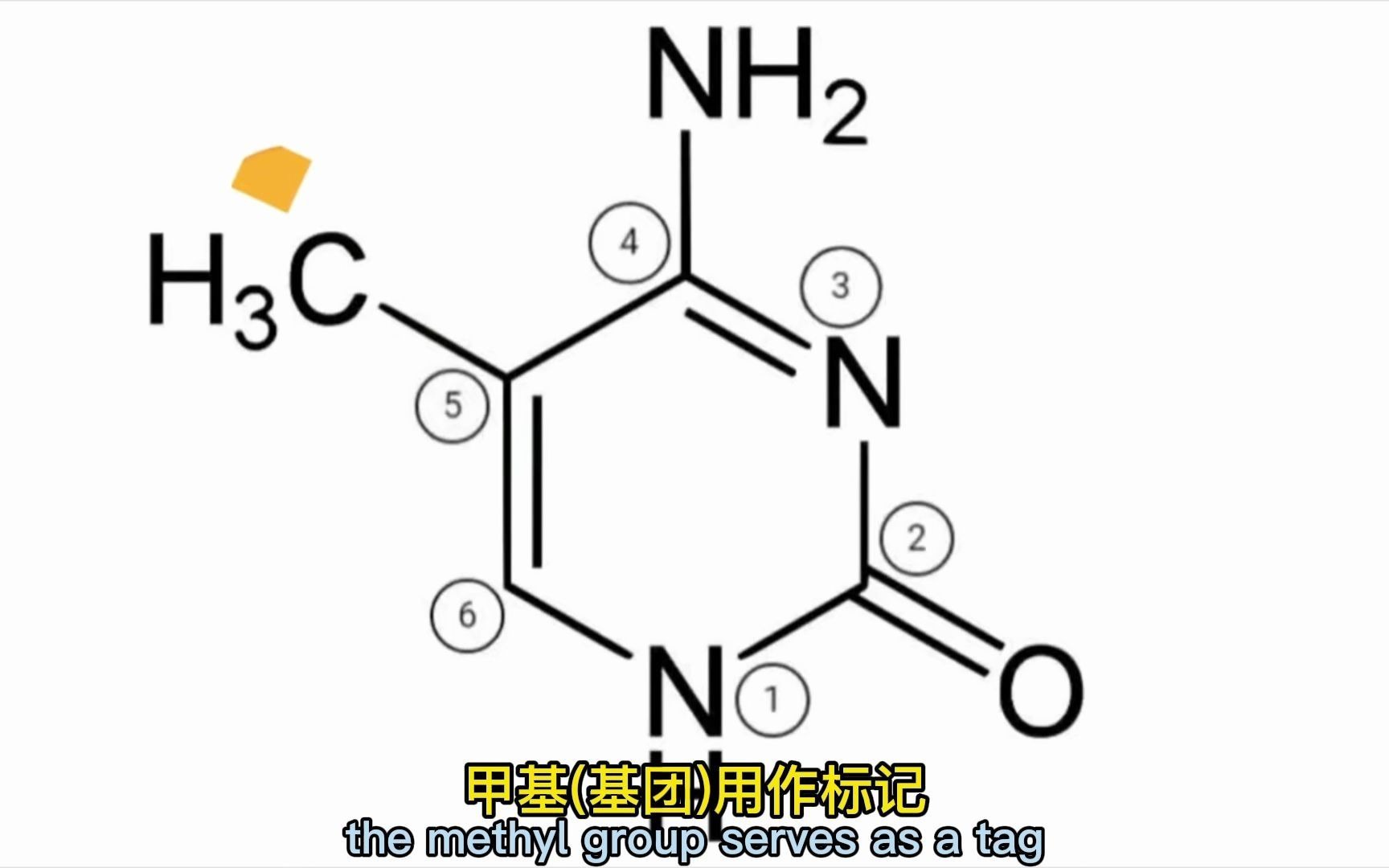 基因组印迹以及DNA甲基化过程是如何形成的?哔哩哔哩bilibili