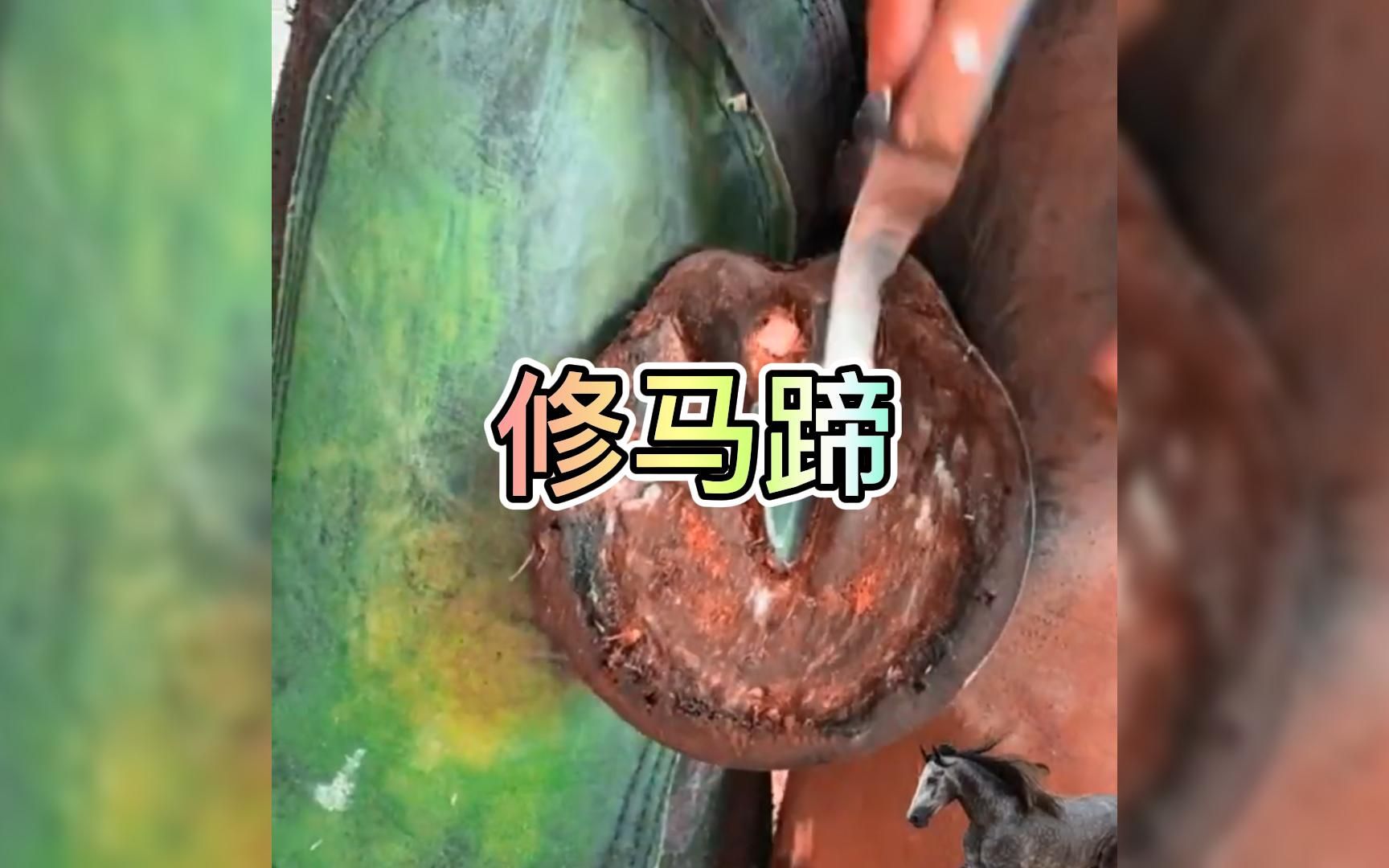 修马蹄,修牛蹄,修驴蹄,解压视频哔哩哔哩bilibili