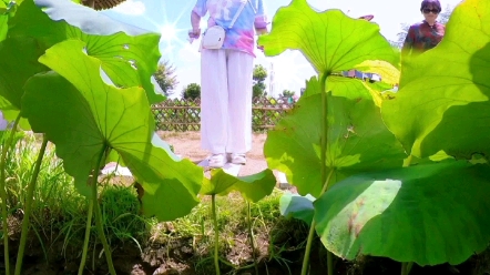 [图]荷花池畔嬉戏