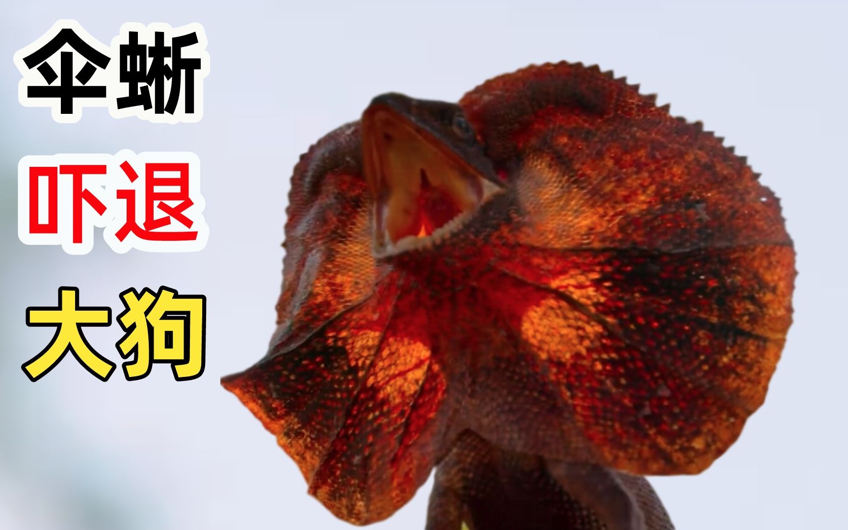 霸气的伞蜥,大狗见了都后退,没想到战斗力却如此不堪!