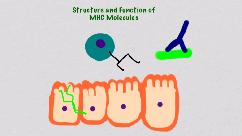 【免疫学】MHC分子的结构与功能(Structure and Function of MHC Molecules)哔哩哔哩bilibili