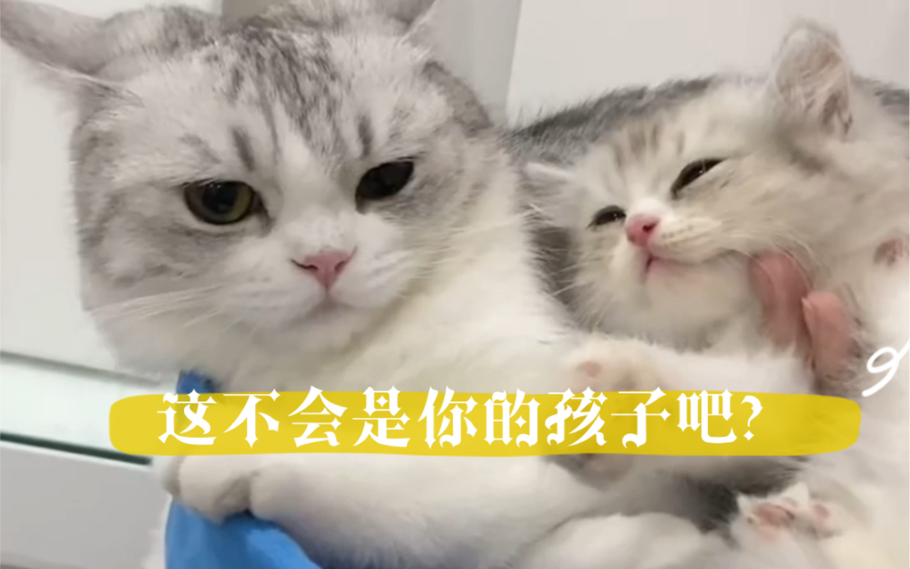 [图]我家猫居然在外面有“私生子”？？？