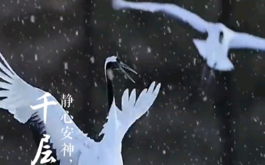 [图]静心安神千层雪