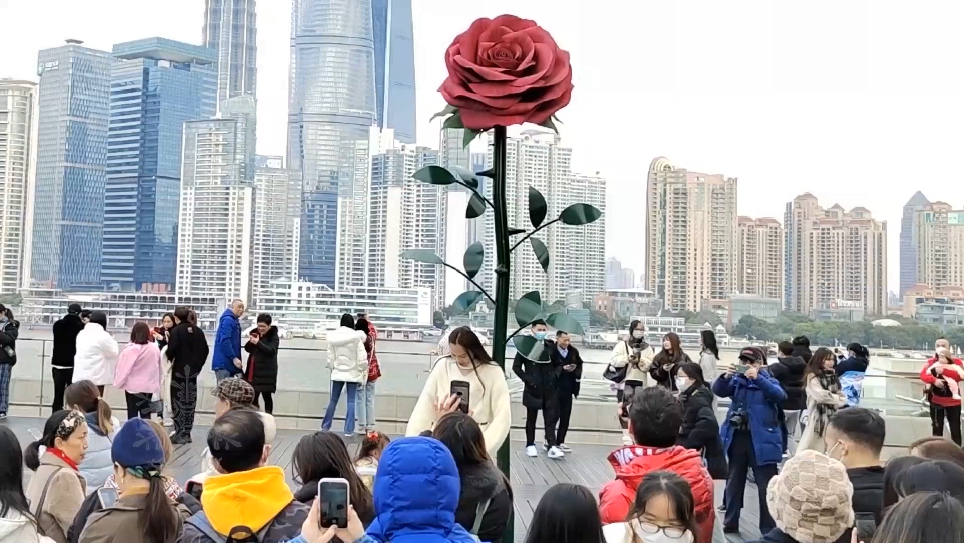 上海外滩网红巨型玫瑰花人气爆棚 情侣彼此见证浪漫幸福时光