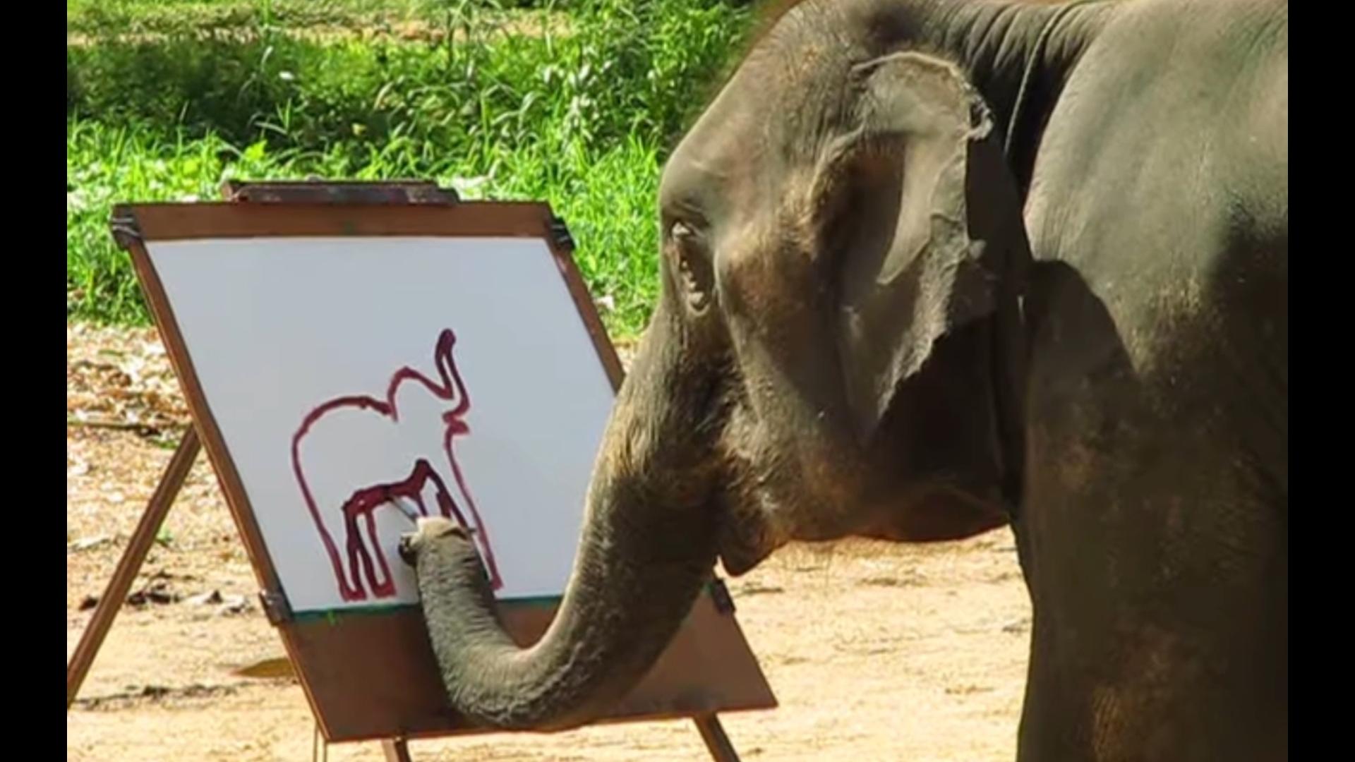 会画画的大象