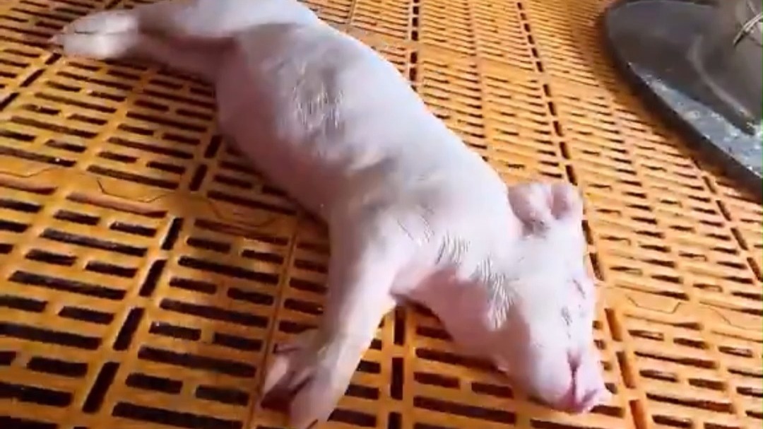 睡得像死猪一样
