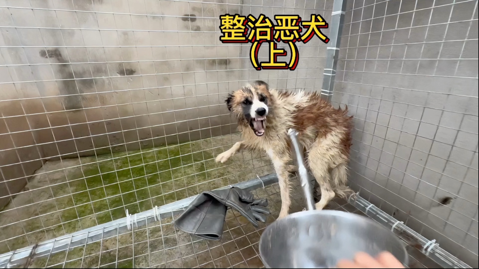 粉丝寄来一只咬人的恶犬让我帮忙整治一下，万万没想到这只咬人的恶犬既然这么厉害。