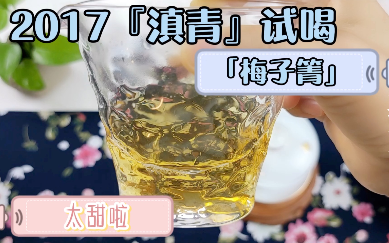 普洱生茶:品味「2017滇青」ⷣ€Ž梅子箐』真的太甜了哔哩哔哩bilibili