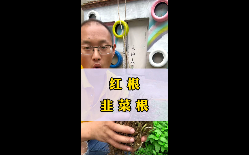 这可不是一般韭菜,这是来自蔬菜之乡的红根韭菜,种一次能吃好几年!阳台花盆都能种!哔哩哔哩bilibili