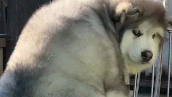 你还是个四个多月的宝宝