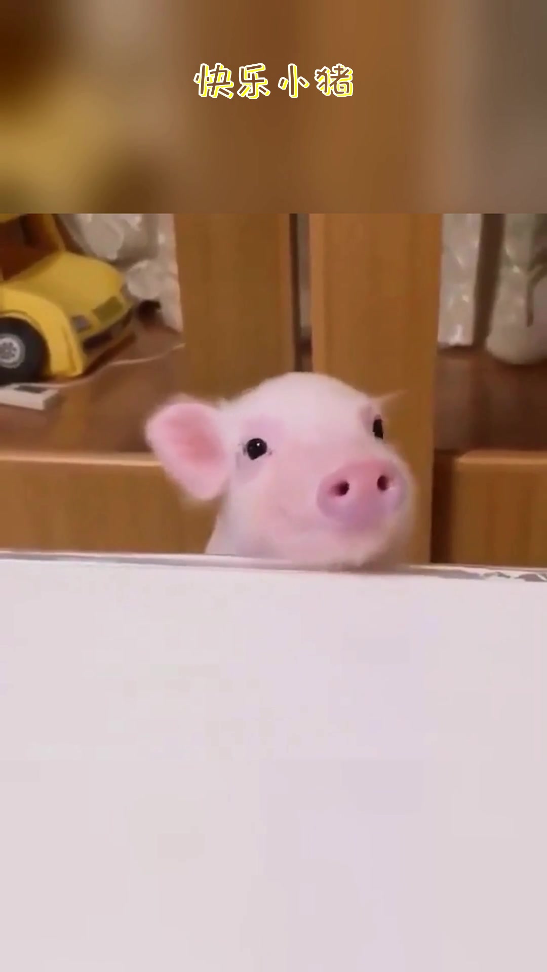 [图]**Happy Piggy** | 快乐小猪