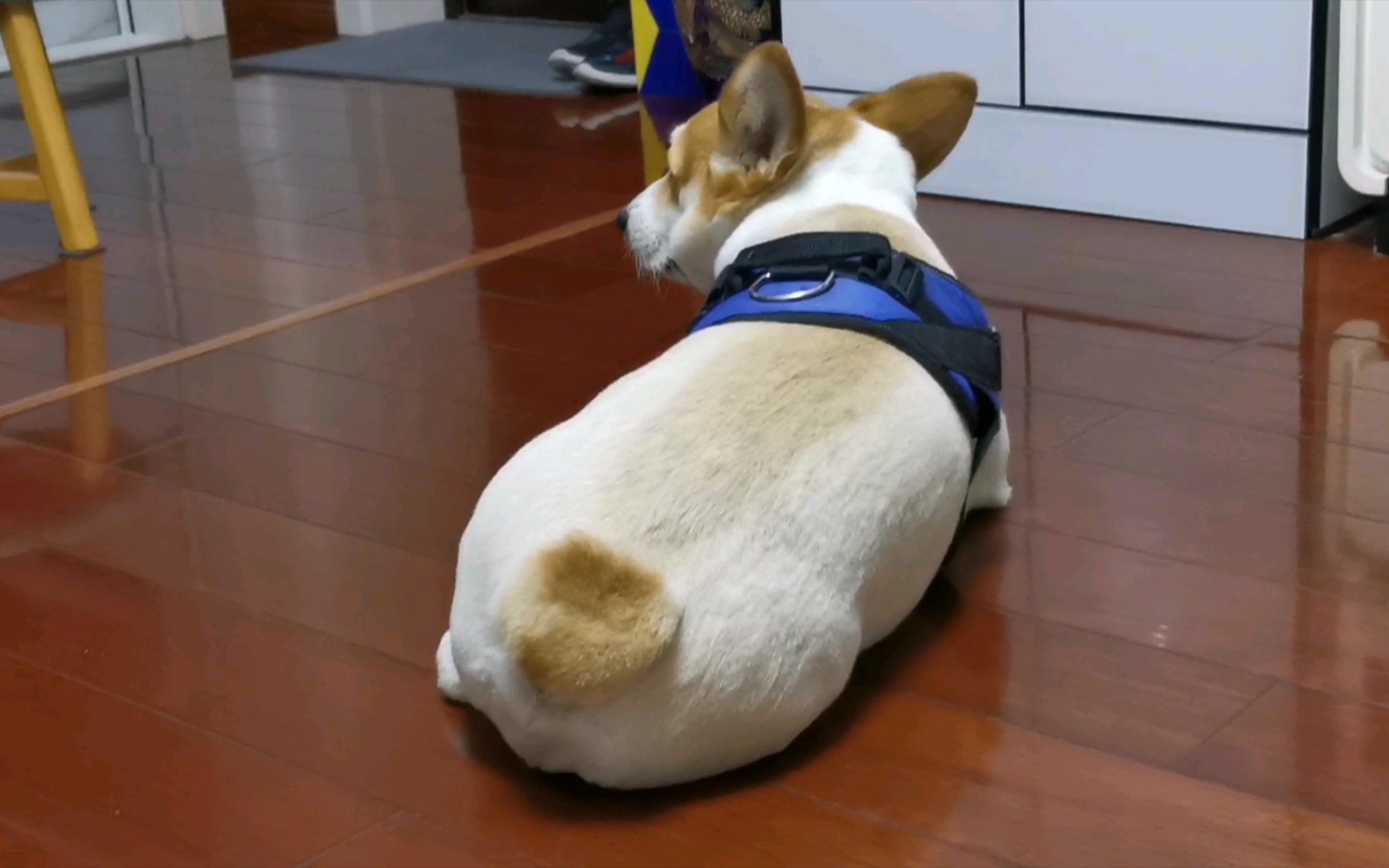 活动  【柯基】新造型越看越滑稽,哈哈哈