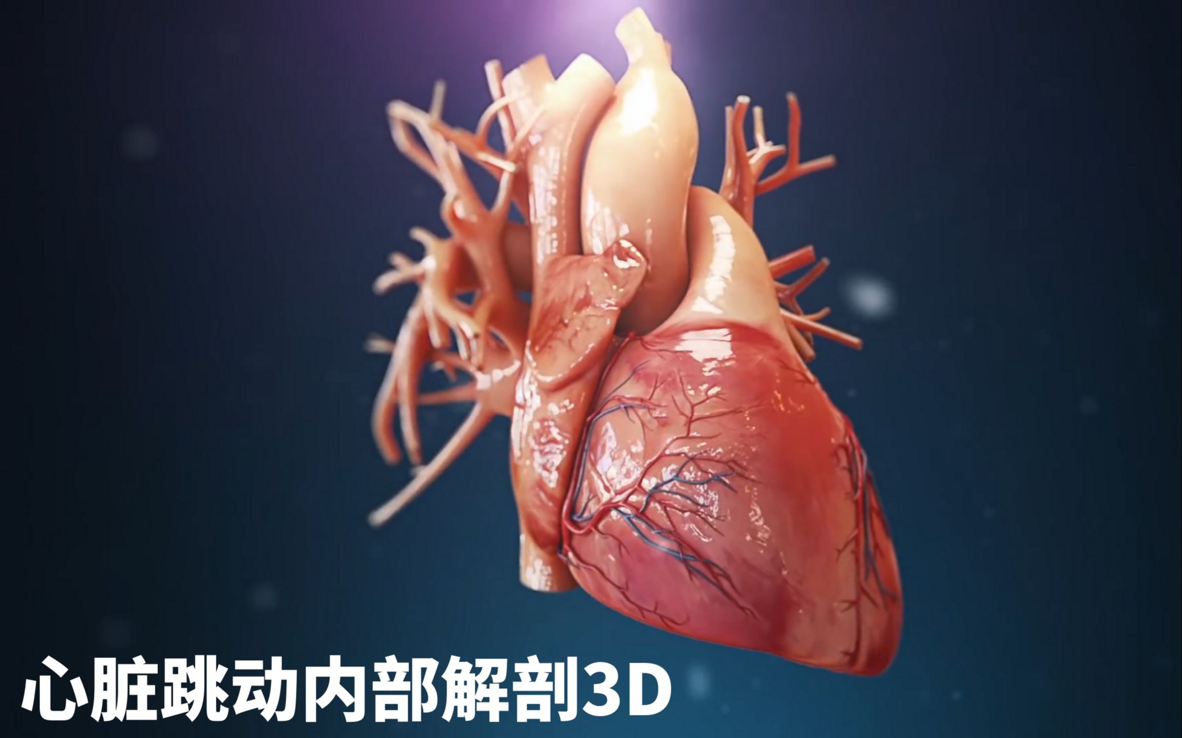 【3d系列】心脏跳动时 你知道我们心房和心室都是如何运动的吗?