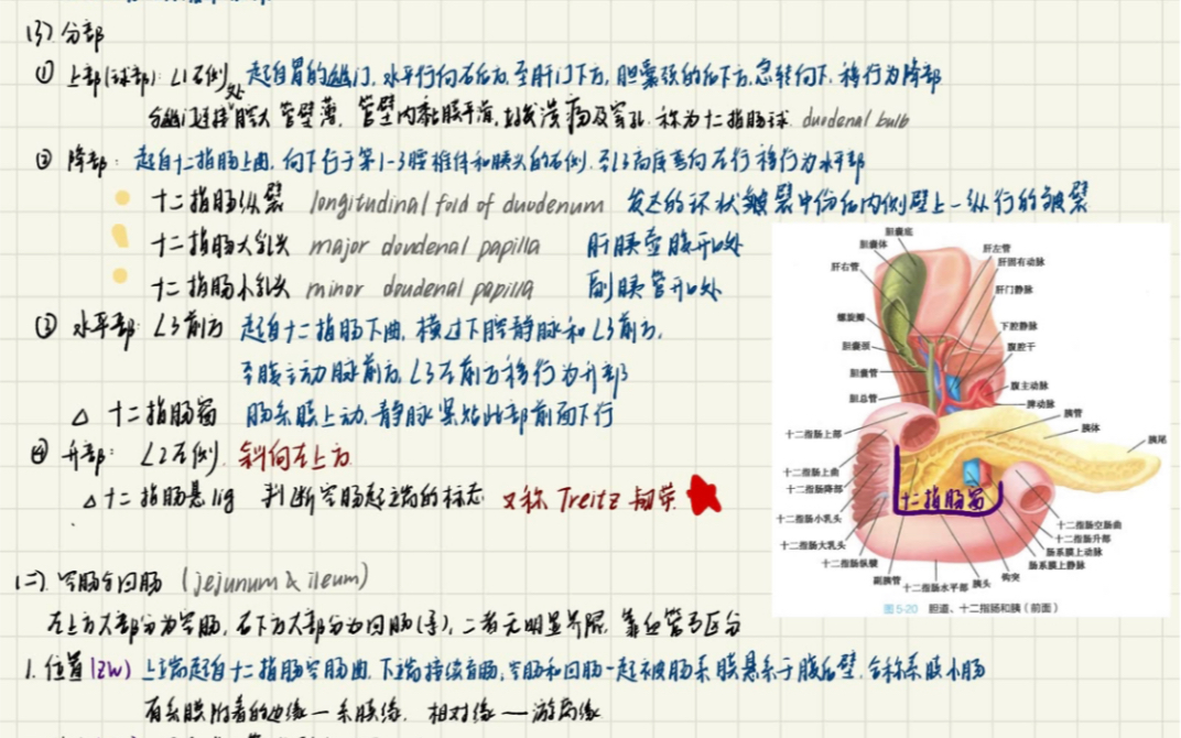 [图]霍琨系统解剖学笔记手写版（内脏学部分）