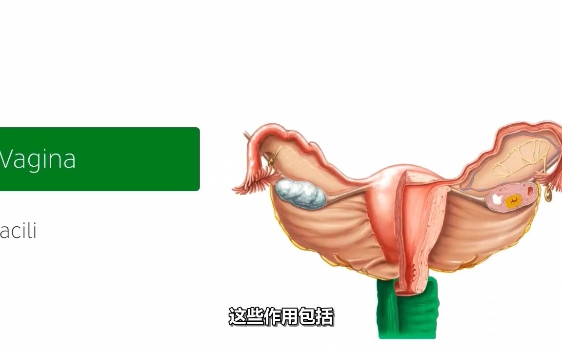 子宫和卵巢  人体解剖学哔哩哔哩bilibili