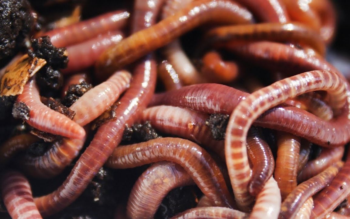 科学秀蚯蚓群为何在公路聚众闹事是虫性的扭曲还是道德的沦丧红烧牛肉