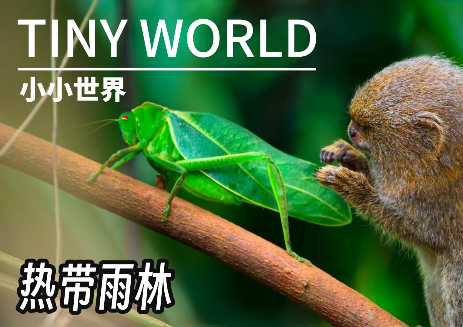(中文解说)豆瓣高分记录片《tiny world》小小世界 第一季第二集