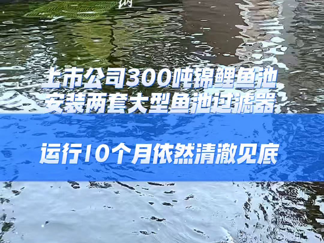 上市公司300吨锦鲤鱼池安装两套大型鱼池过滤器运行10个月依然清澈见底哔哩哔哩bilibili