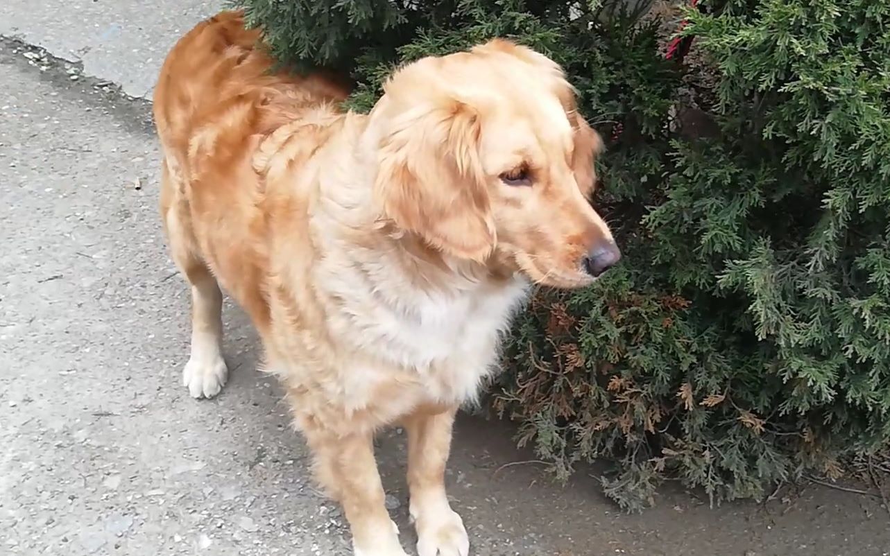 元宵节敲锣打鼓,引的楼下的大橘狗汪汪直叫(我趁机过去撸一把)