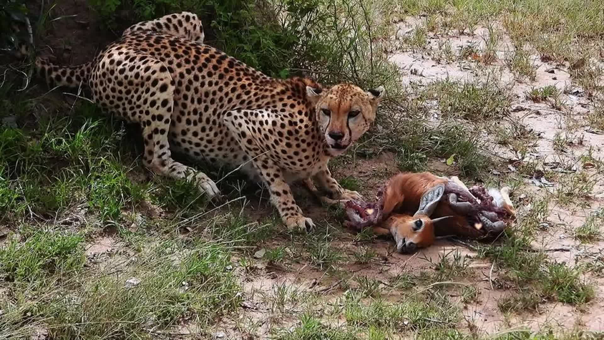 猎豹活吃羚羊图片