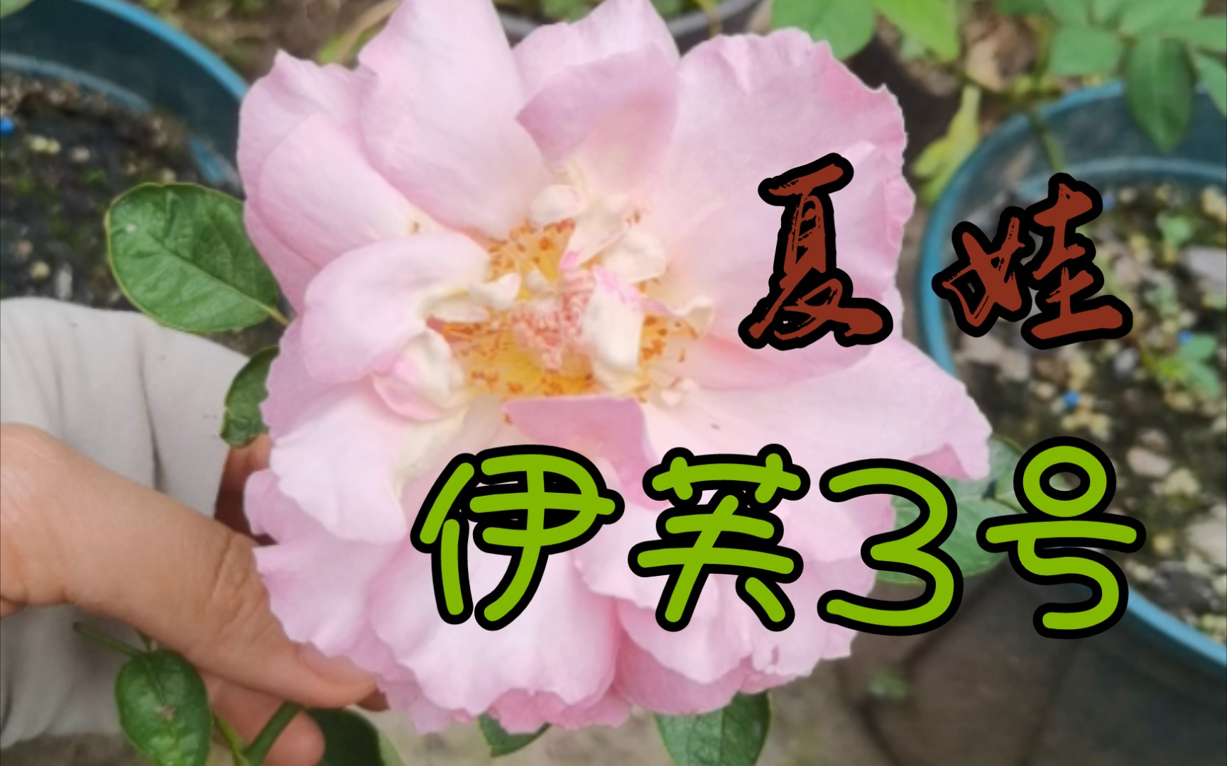 活动  【伊芙3号】【夏娃】就也不知道对不对版,反正是开了.