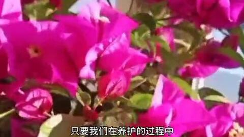 阳台养花推荐这 5种 花期长达0多天 实为阳台盆栽首选 哔哩哔哩 Bilibili 阳台养花推荐这 5种 花期长达0多天 实为阳台盆栽首选 哔哩哔哩 Bilibili