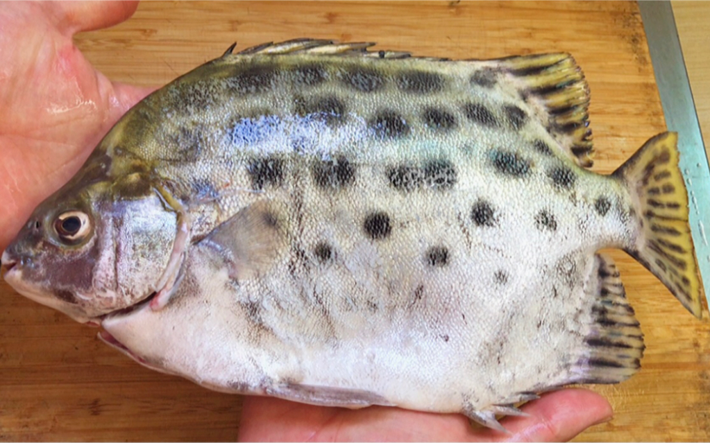 江师傅教你酸梅煮金鼓鱼,好吃不发苦_哔哩哔哩_bilibili