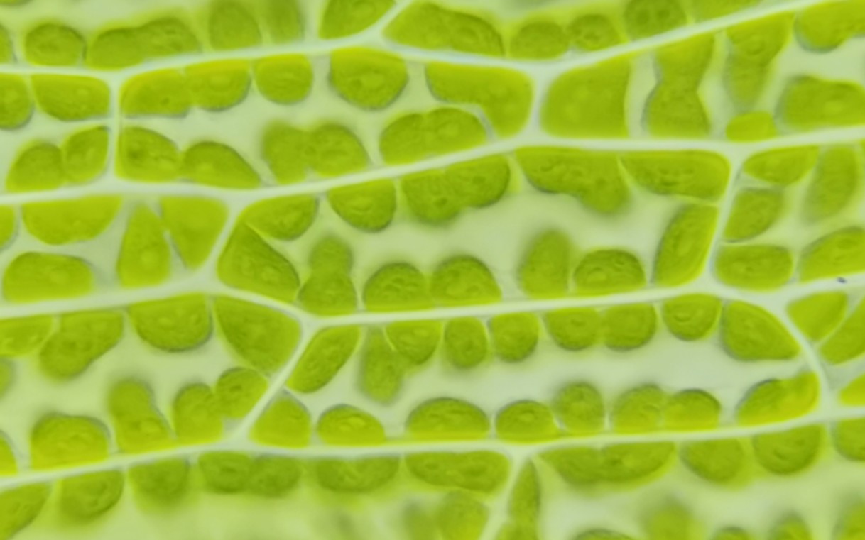 苔藓叶片-单层细胞-可见叶绿体(40x 100x物镜)