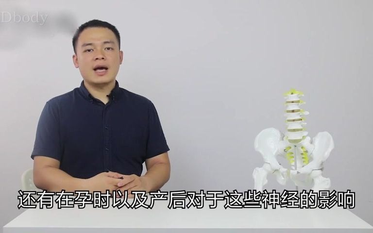 弘屹教育学院分享盆腔相关的神经【9】哔哩哔哩bilibili